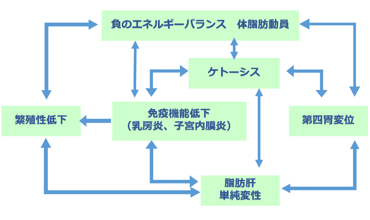 負のエネルギーバランスの図